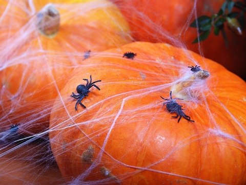 Stojak na balony girlanda dynia dynie kurtyna nietoperze napis Halloween